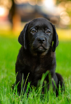 A chocolate-colored labrador puppy sitting in the grass against the background of a summer park
