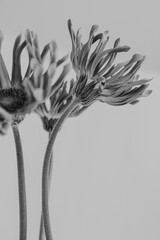 Black and white. Monochrome. Delicate gerbera flowers bouquet. Aesthetic close up view floral...