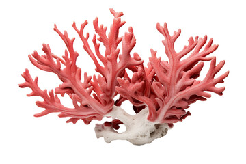  Staghorn Oxypora coral, on transparent background (PNG). Generative AI.