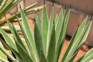 photo shows a yucca plant in pot in front of house, serving as decorative element. It contributes to the greening of the area and represents Asian plants. The landscaping work adds to its beauty