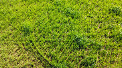 Green grass top view, textures
