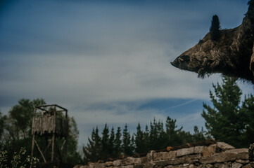 Fototapeta premium A mounted wild boar head displayed in a Roman camp, with a distant archer tower creating a blurred background.