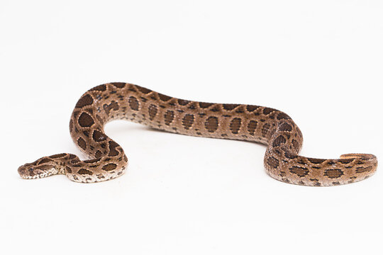 Russel`s Viper snake or Eastern Russel&rsquo;s Viper Daboia siamensis isolated on white background