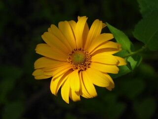 close-up photography of a yellow flower