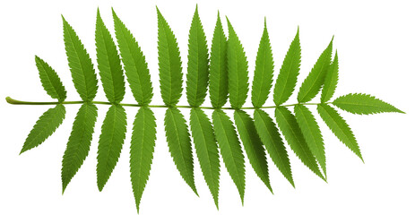Green fern branch cut out © Yeti Studio