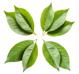 Set of fresh green leaves, cut out