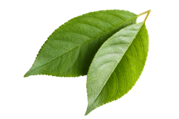 Fresh green leaves cut out