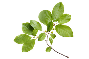 Branch with fresh green leaves, cut out