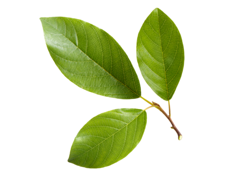 Fresh green leaves cut out