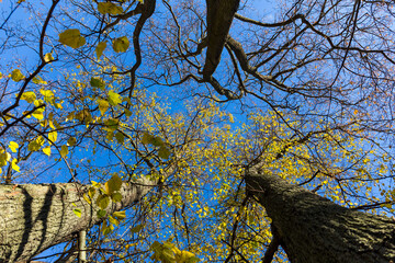 Fototapeta na wymiar Late fall trees and blue sky