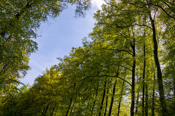 Bright green leaves in a forest