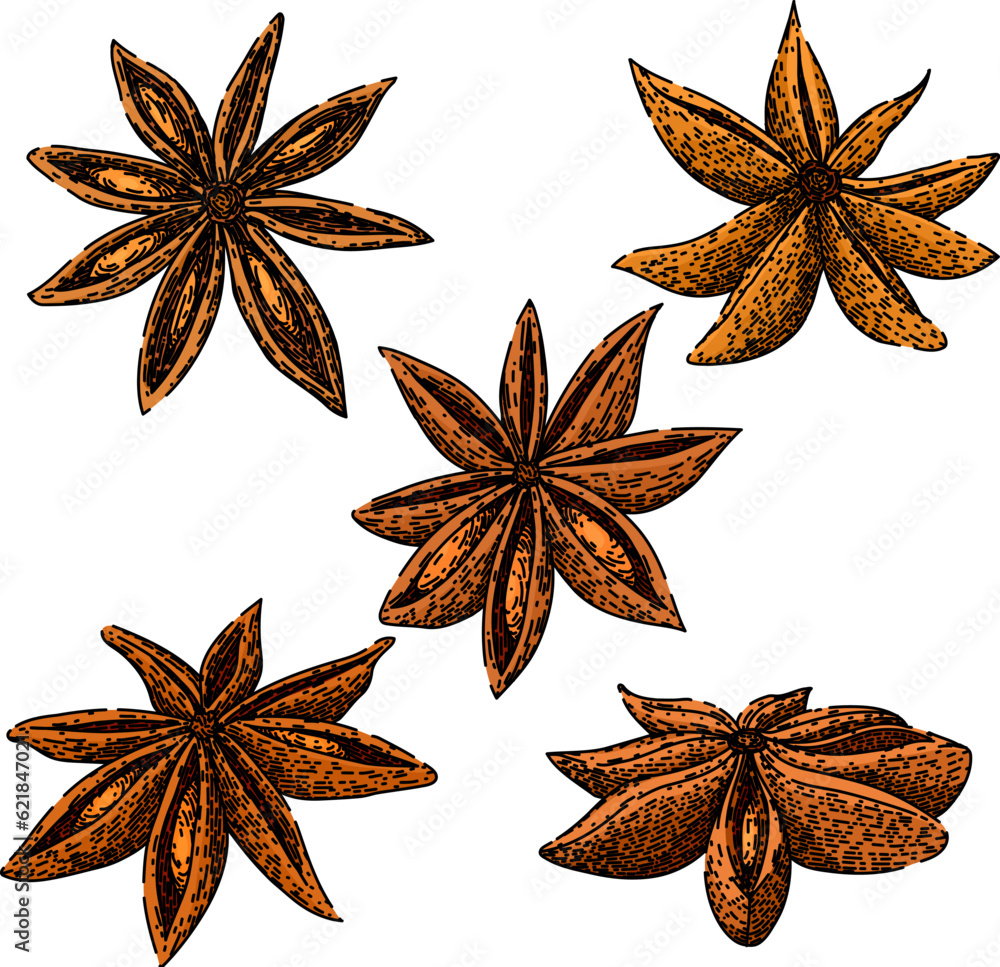 Canvas Prints anise star set hand drawn. dry food, spice ingredient, chinese condiment anise star vector sketch. isolated color illustration