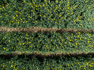 Aerial view of tractor tracks in a yellow rapeseed field for natural background