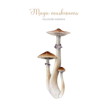 Psilocybe cubensis mushroom group. Watercolor illustration. Hand painted magic mushroom bunch isolated on white background