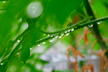 Close-up of raindrops on green leaves during rainy season