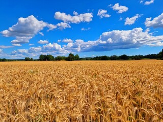 wheat field in the summer