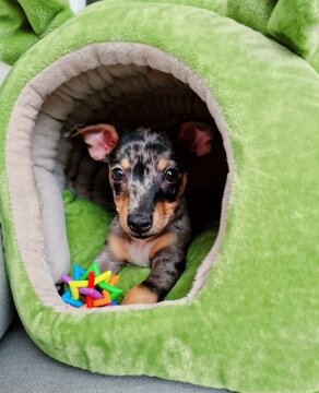 Prazsky krysarik puppy in a basket