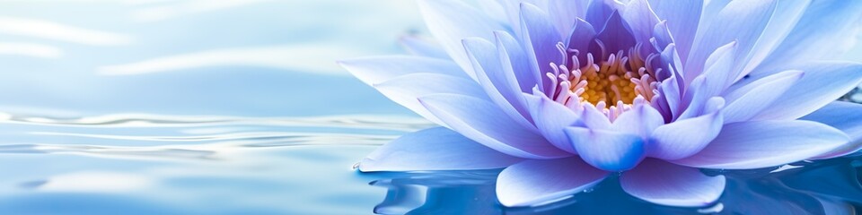 Purple Harmony: Macro Shot of Lotus Flower in Water