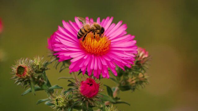 Wild bees on the flower of an aster