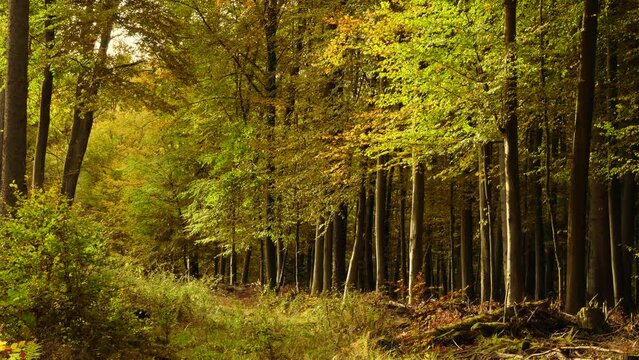Autumn impressions in the deciduous forests near Diez, Rhineland-Palatinate, Germany, Europe