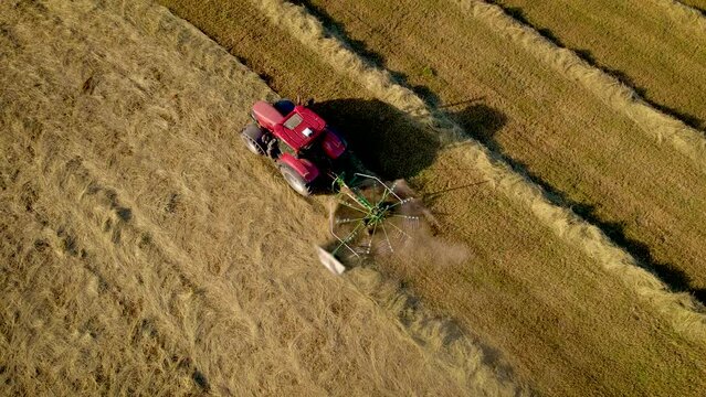 Tractor with hay tedder collects straw in rows in harvested wheat field for packs it into bales. Work in agronomic farm for making business and production organic eco bio animal feed