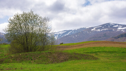 countryside scenery in spring. tree on the grassy hill in morning light. cloudy sky above the distant mountains with snow capped hills