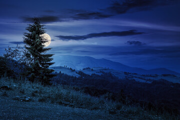 fir tree on the edge of clearing in mountains at night. beautiful countryside scenery in full moon...
