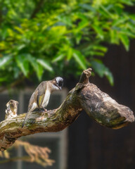 Light-vented bulbul is a small song bird. Pycnonotus sinensis