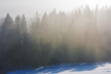 Fototapeta na wymiar forest landscape in winter. fresh foggy morning. trees on snow covered hills in fog