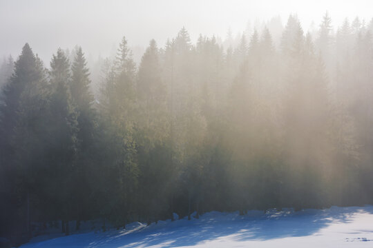 forest landscape in winter. fresh foggy morning. trees on snow covered hills in fog