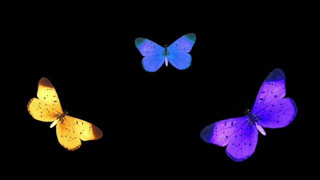Butterflies - Animated Video - Different Colors - Animal Video