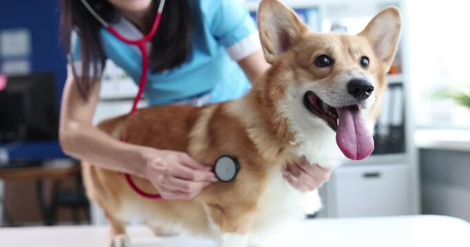 Doctor veterinarian conducting auscultation of corgi dog 4k movie slow motion. Veterinary care for pets concept