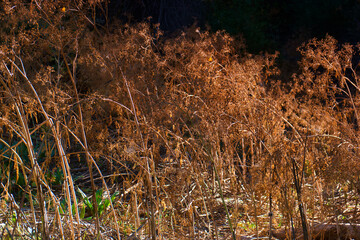 kwiat, roślina, flora, botanika, liść, kwiat, kwiat, Natura, naturalny, kwiatowy, piękno,...