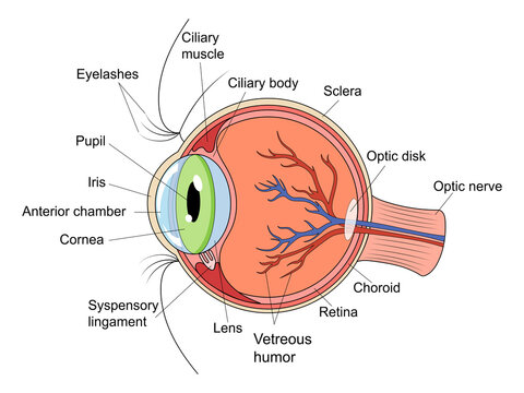 Human eye structure diagram schematic raster illustration. Medical science educational illustration
