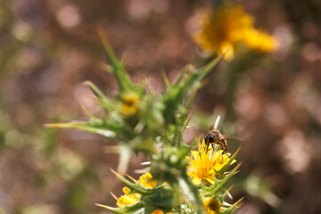 owad, zwierzę, kwiat, dzika natura, kwiat, lato, robak, żywy, roślina, fauna, na zewnątrz,