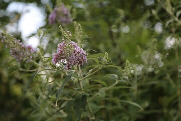 flower, nature, plant, garden, summer, flora, bloom, flowers, beauty, purple, grass