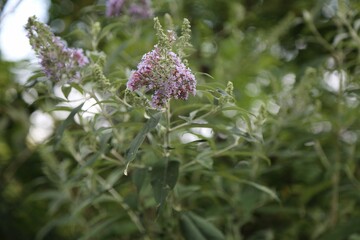 flower, nature, plant, garden, summer, flora, bloom, flowers, beauty, purple, grass