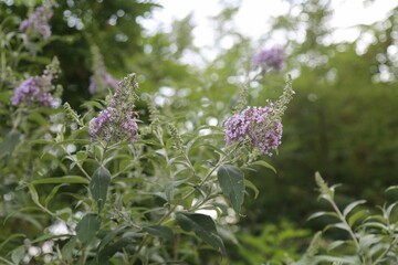 flower, nature, plant, garden, summer, flora, bloom, flowers, beauty, purple, grass