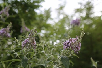 flower, nature, plant, garden, summer, flora, bloom, flowers, beauty, purple, grass