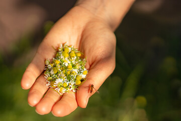 in the close-up photo, the palm of a young white woman, a chamomile for tea is collected on the...