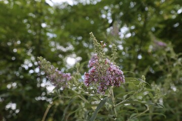 flower, nature, plant, garden, summer, flora, bloom, flowers, beauty, purple, grass