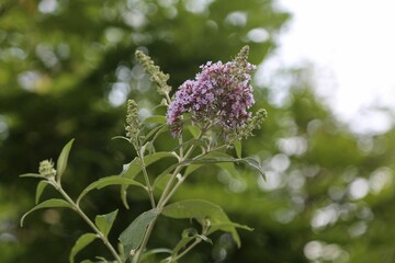 flower, nature, plant, garden, summer, flora, bloom, flowers, beauty, purple, grass