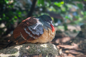A closeup side shot of a Mindanao bleeding-heart standing outdoors. High quality photo