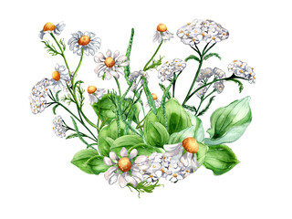 Bouquet of meadow medicinal flower, herb plants watercolor illustration isolated on white background. Daisy, camomile, plantain, achillea millefolium hand drawn. Design for label, package, postcard