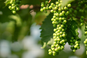 the grape bush, its clusters are still green, the peasants are waiting for the grapes to ripen, homemade wine will be harvested from it by hand, which will be stored in the basement in wooden barrels