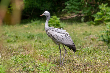 Obraz na płótnie Canvas The Blue Crane, Grus paradisea, is an endangered bird specie endemic to Southern Africa. It is the national bird of South Africa. High quality photo
