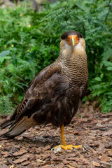 The northern crested caracara (Caracara cheriway), also called the northern caracara and crested caracara, is a bird of prey in the family Falconidae. High quality photo