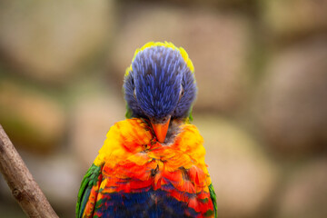Rainbow Lorikeet Trichoglossus haematodus Closeup. Trichoglossus moluccanus. High quality photo