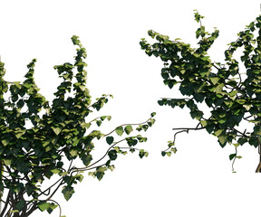 isolated cut out ivy plant, best use for landscape design, best use for post production architectural render.