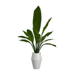 plant in a pot On transparent background PNG file. Can be used for invitations, greeting, wedding...